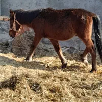 اسب نریون و مادیون