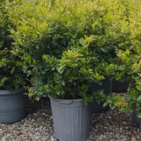 یاس هلندی وشمشاد