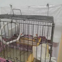 فنچ نروماده سرحال