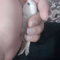 فنچ