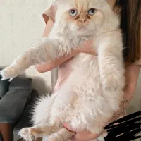 گربه پرشین هیمالیا|گربه|اصفهان, ملک‌شهر|دیوار