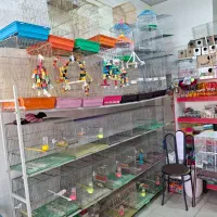 پرنده زینتی وقفسی درپرنده سراآلفا همچی زیرقیمت|پرنده|اصفهان, شفق|دیوار
