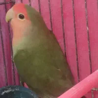 نر کتوله