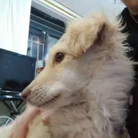 تولە سگ سە ماە ونیمە مادەمیکس پاپی واشپیتز