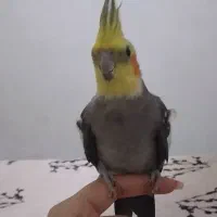 دو تا عروس هلندی به همراه قفس