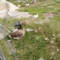 غاز تخم گذار