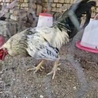 فروش خروس