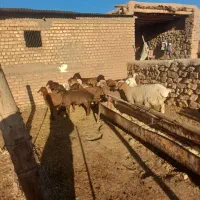 بره ماده دجه یک خوش ذات|حیوانات مزرعه|عطاملک, |دیوار