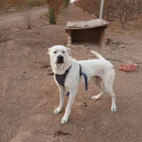 سگ سراب جنس عالی برای گله|سگ|تاکستان, |دیوار