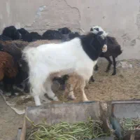 میش جوان ابستن