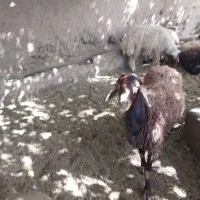 کشتارگاه مجاز دام سبک بهداشتی در قیطریه اندرزگو و.