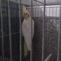 فروش عروس هلندی ماده