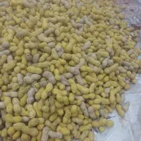 بادام زمینی غلاف دار|عمده‌فروشی|شبستر, |دیوار