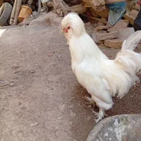 مرغ و خروس