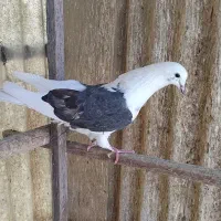 کفتر