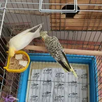 طوطی عروس هلندی|پرنده|مرودشت, تخت جمشید|دیوار