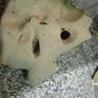 لوازم آکواریوم|لوازم جانبی حیوانات|شیراز, رکنآباد|دیوار