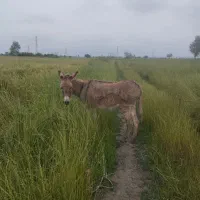 فروش خر گوسفندی