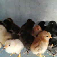 جوجه مرغ و خروس