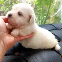 واگذاری سگ شیتزو عروسکی فقط ۵ پاکوتا