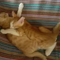 دو قلاده گربه نر