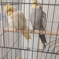 عروس هلندی مولد جفت