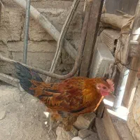 خروس لری|حیوانات مزرعه|خمینی‌شهر, |دیوار