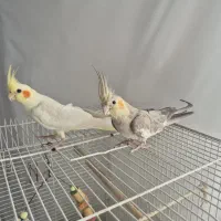 جفت عروس هلندی