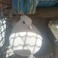 4 عدد کبوتر مریض رایگان