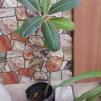 گل پلومریا سفید