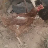 مرغ لاری زیر قیمـت