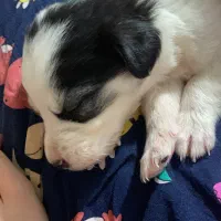 انتقال سگ|سگ|اسلام‌شهر, مظفریه|دیوار