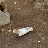 کبوتر