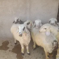 میش،شیشک،روزگاری،|حیوانات مزرعه|افزر, |دیوار