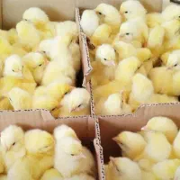 جوجه یک روزه گوشتی نژاد راس