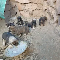 سرابی رخ