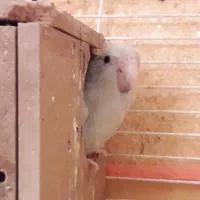 طوطی پروتلت آمریکن وایت(سفید) ماده بالغ وآماده جفت|پرنده|قائمشهر, |دیوار