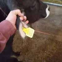 گوساله سالم وسر زنده|حیوانات مزرعه|بوکان, |دیوار