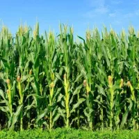 مشاوره تغذیه گیاه، اصلاح خاک و تامین کود تخصصی