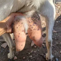 بز سانن شیری|حیوانات مزرعه|سیمین شهر, |دیوار