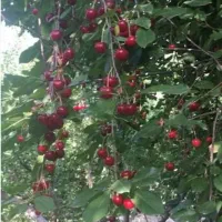 فروش280مترباغچه-گیلاسی-دیزبادبالا3-5ساعت-اب-مدار