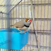 جفت فنچ زبرا درشت