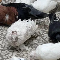 کبوتر زینتی|پرنده|بابل, |دیوار