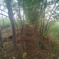 درخت|حراج|خان ببین, |دیوار