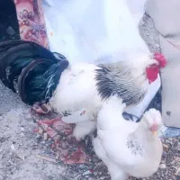مرغ وخروس  نژاد دار