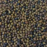 ماش محلی به شرط  پخت