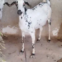 کهرره آووس|حیوانات مزرعه|قشم, |دیوار