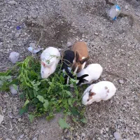 خرگوش ۲۰عدد