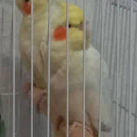 فروش یکجفت عروس هلندی