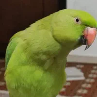 پرنده ملنگو نیمه اهلی
